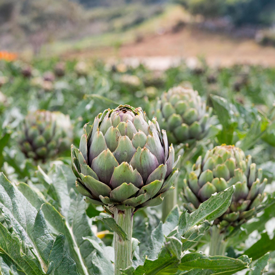 Artichoke