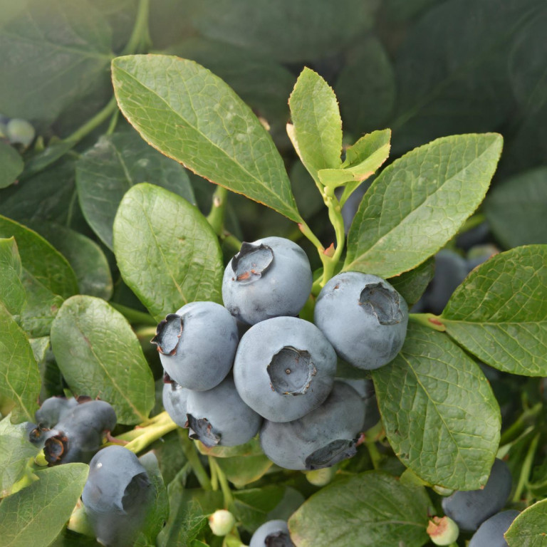 Bilberry