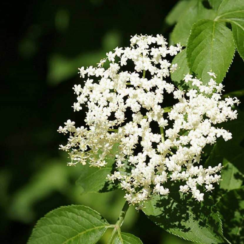 Black Elder