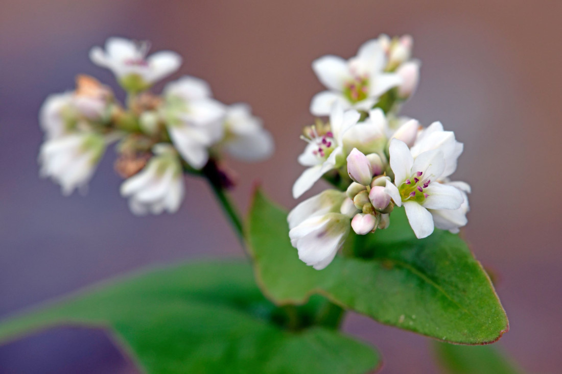 Buckwheat