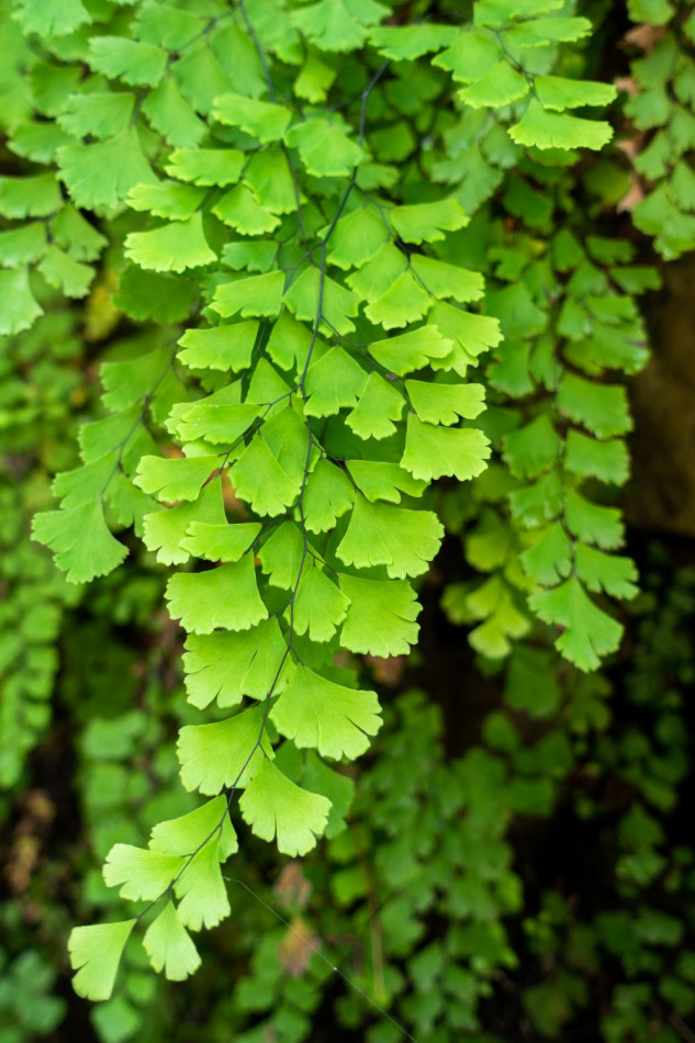 Common maidenhair