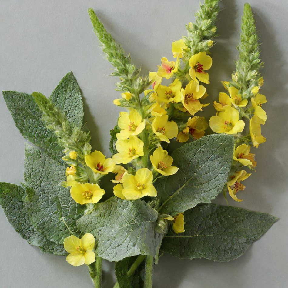 Common mullein