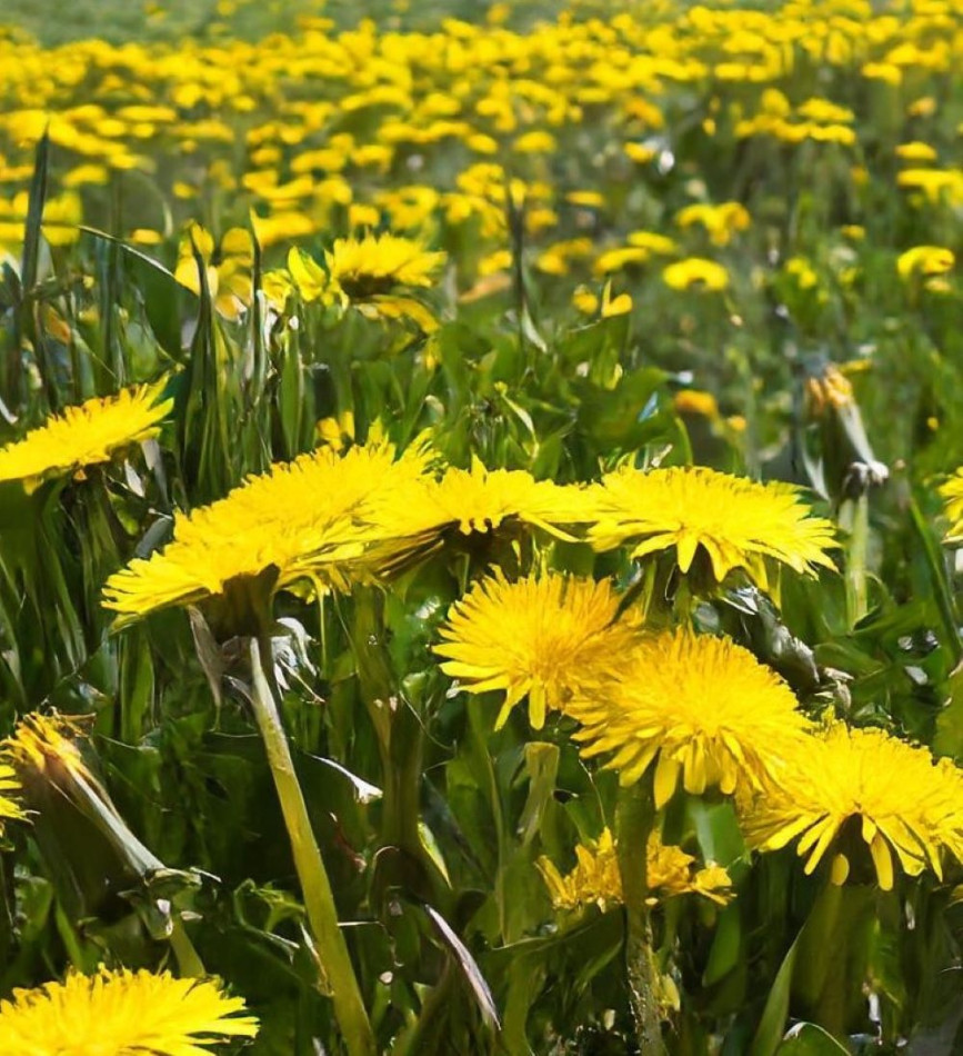 Dandelion