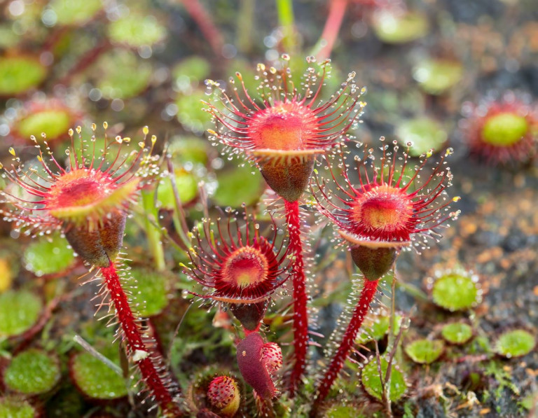 Drosera