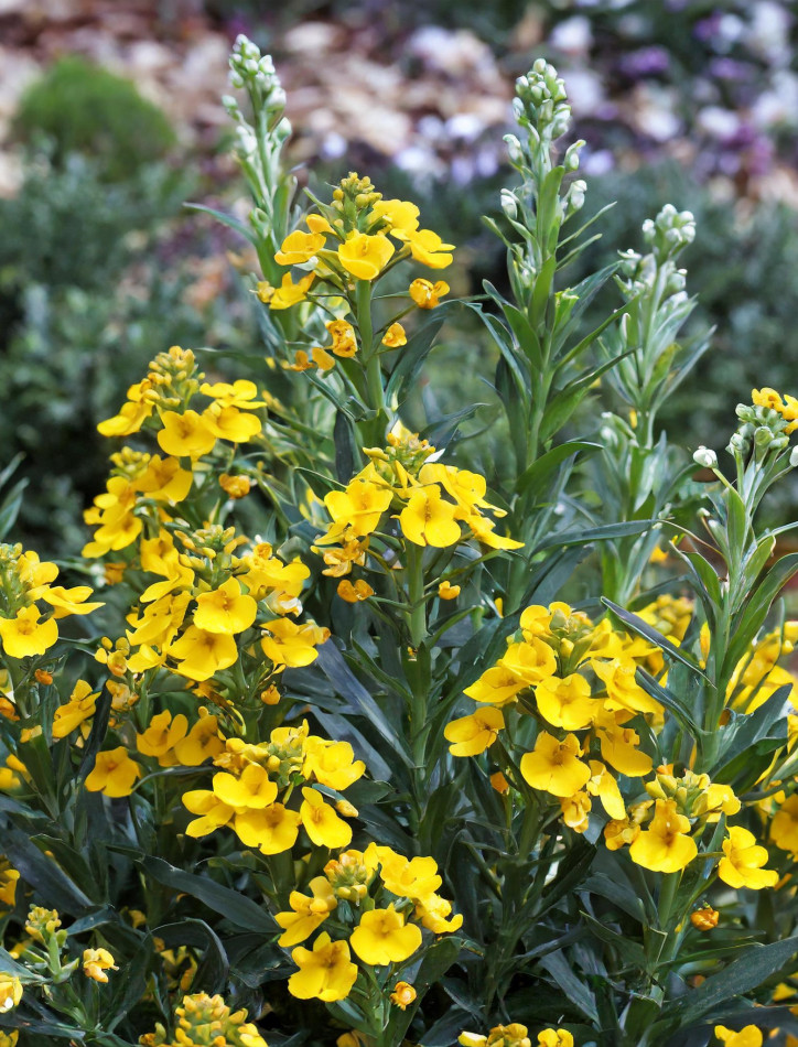 Erysimum