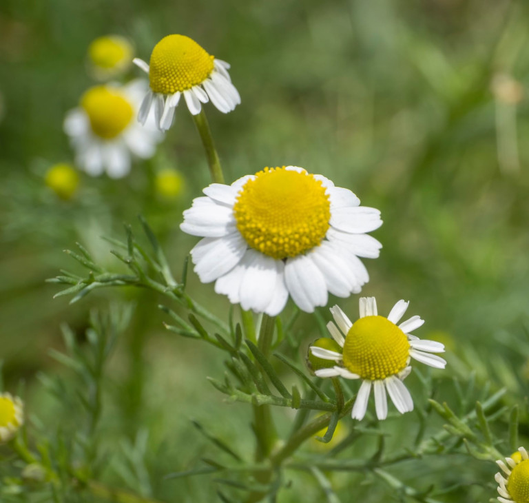 German Chamomile