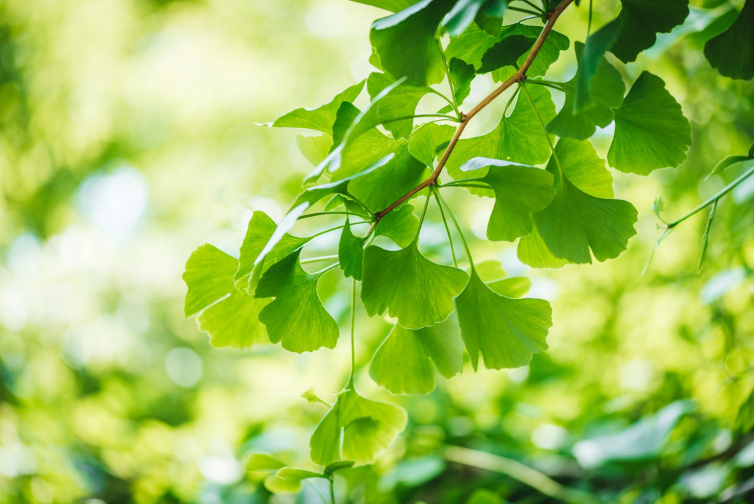 Ginkgo Biloba