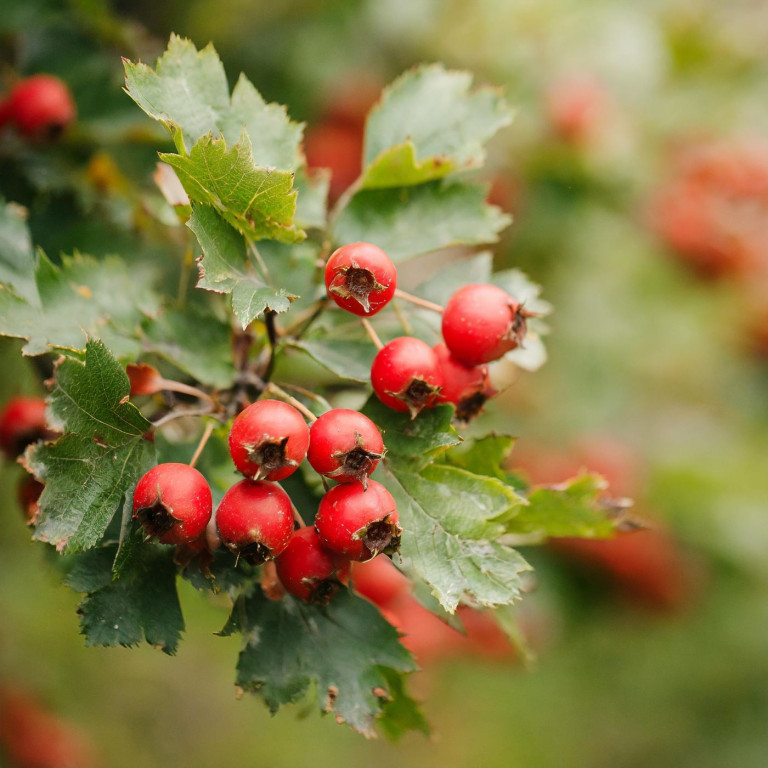 Hawthorn