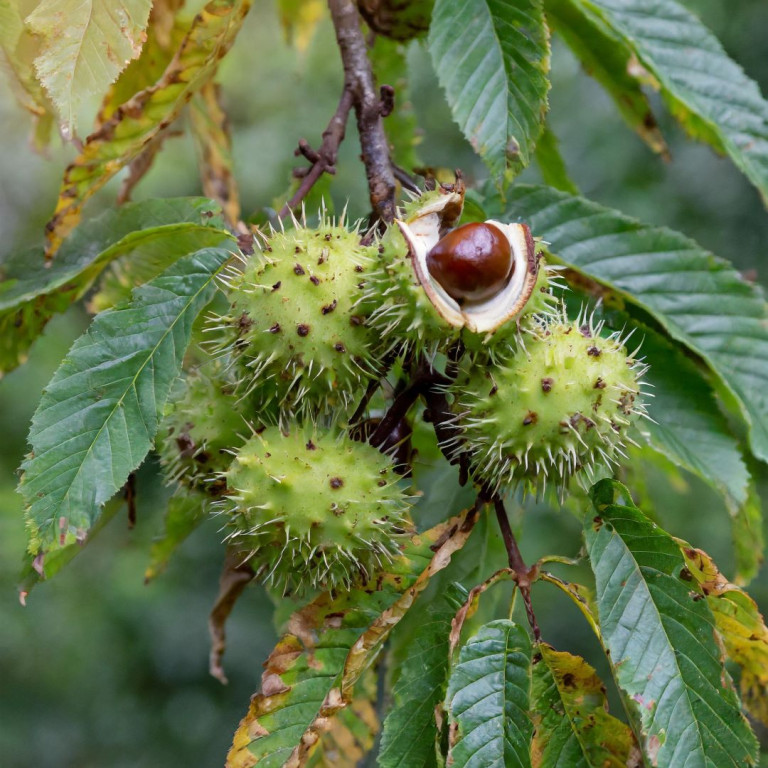 Horse chestnut