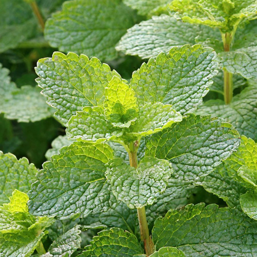 Lemon balm