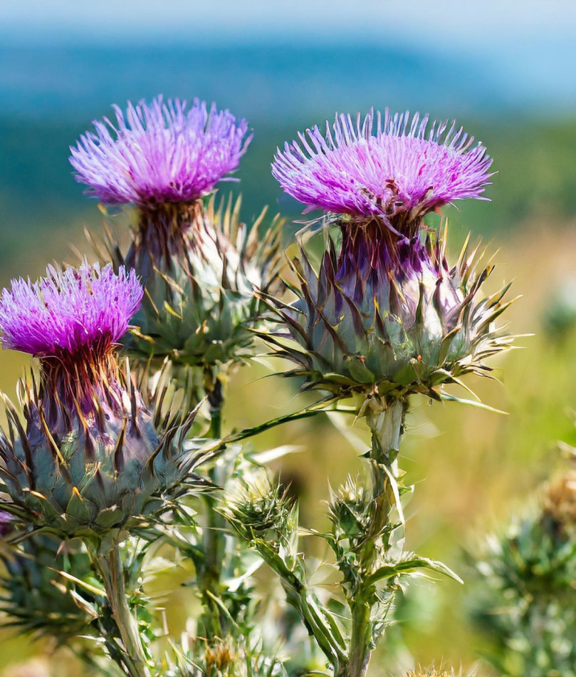 Milk Thistle