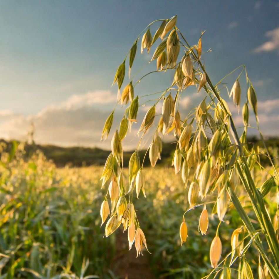 Oat