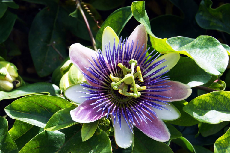 Passionflower