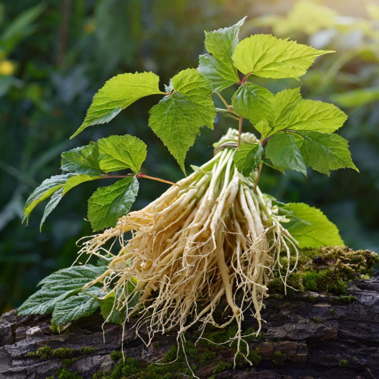 Siberian ginseng